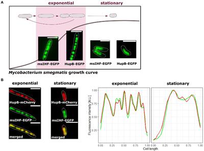 Mycobacterial IHF is a highly dynamic nucleoid-associated protein that assists HupB in organizing chromatin